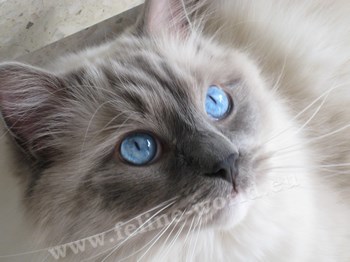 RAGDOLL_blue_mitted_2 (RACE).jpg